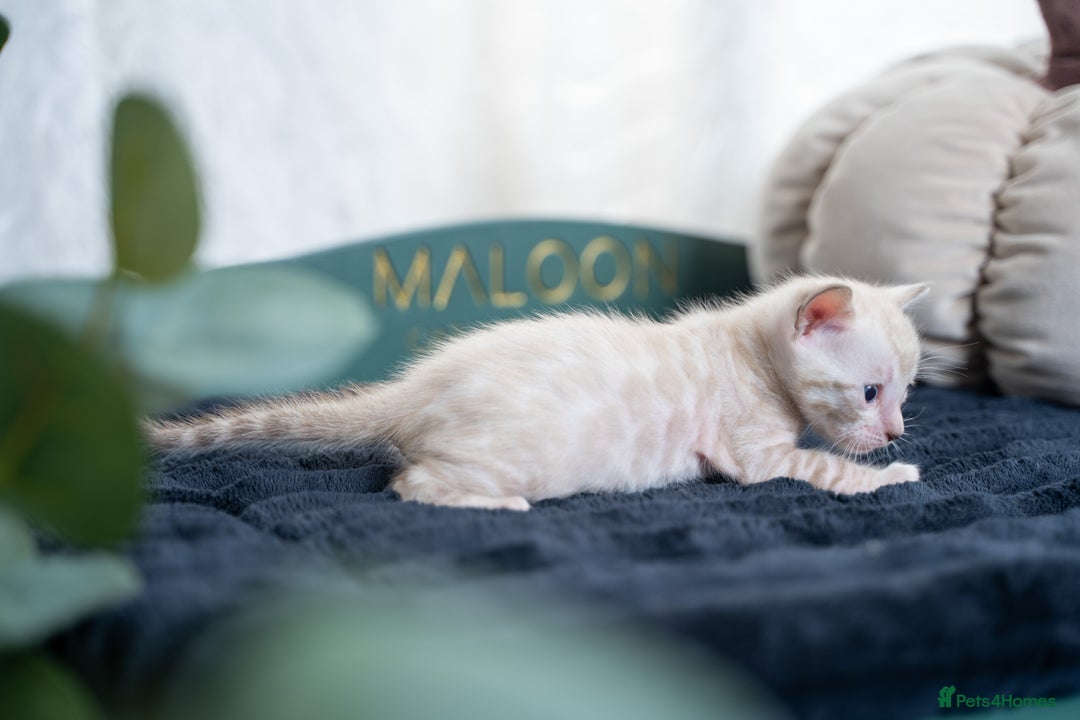Bengal cats for sale: 3 Snow Bengal Boys-Gorgeous-TICA-Ready in November - Image 23