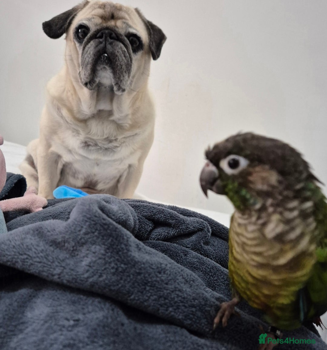Conures birds for sale: Tame male conure 9 months old  - Advert 4