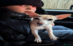 Mixed Breed dogs for sale: Super fit Chihuahua jrt lovely nature cream F - Image 1
