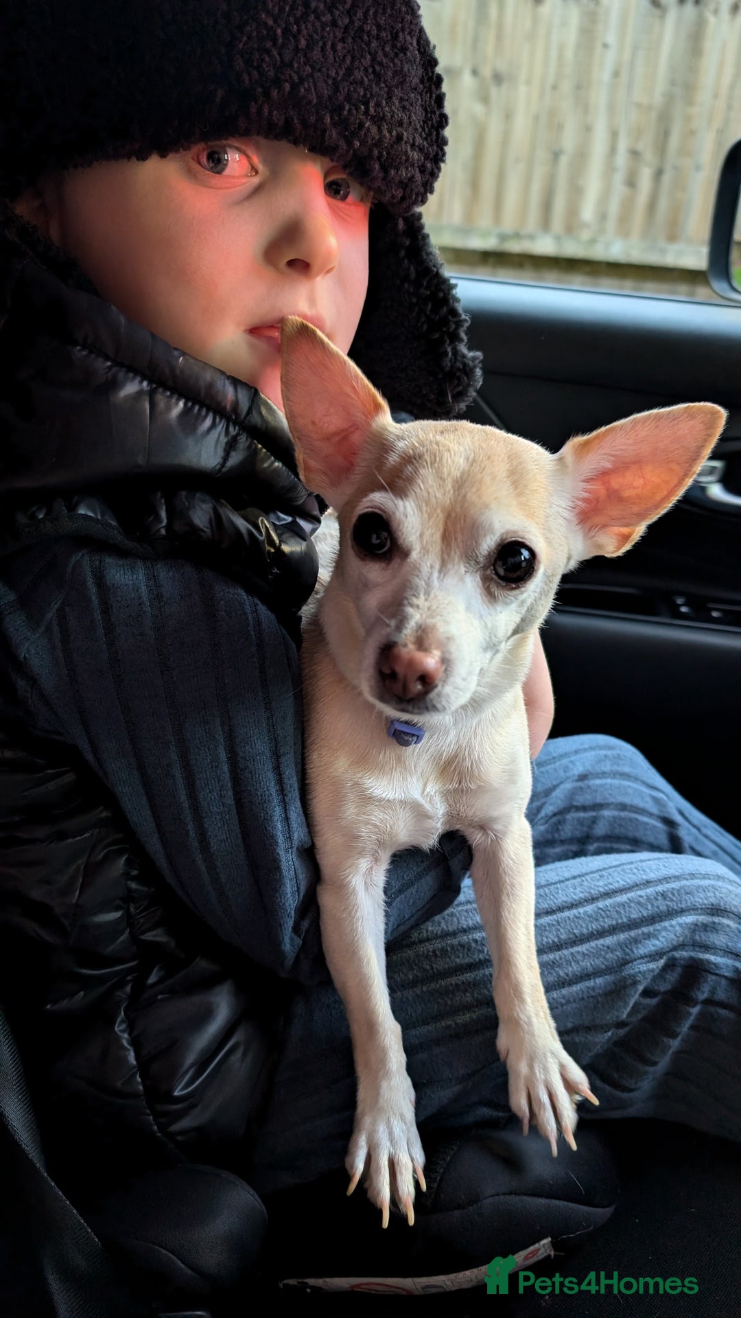 Mixed Breed dogs for sale: Super fit Chihuahua jrt lovely nature cream F - Image 1