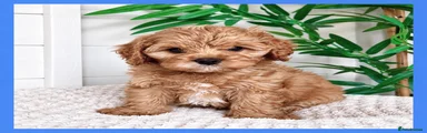 Cavapoo 1