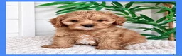Cavapoo dogs for sale: Gorgeous cavapoo puppies from DNA tested parents - Advert 27