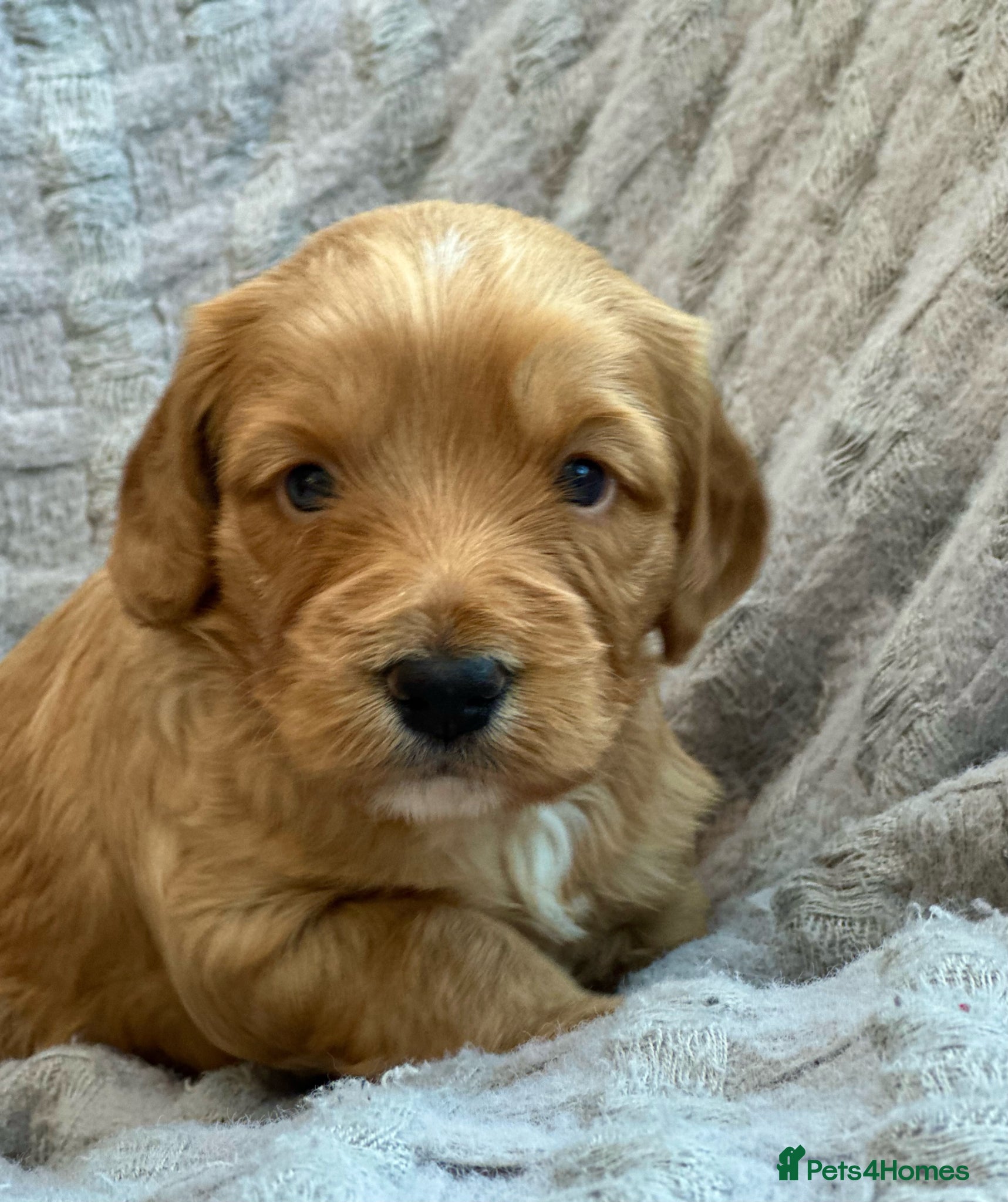 Cockapoo dogs Beautiful F1 Cockapoo, Champagne & Apricot  - Advert 2