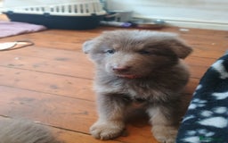 German Shepherd dogs for sale: 🌟ISABELLA GERMAN SHEPHERD PUPPIES 🌟 - Image 4