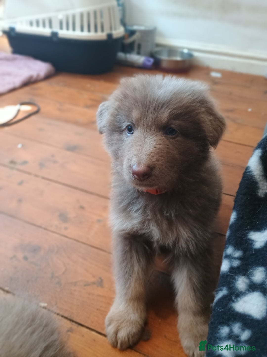 German Shepherd dogs for sale: 🌟ISABELLA GERMAN SHEPHERD PUPPIES 🌟 - Image 4