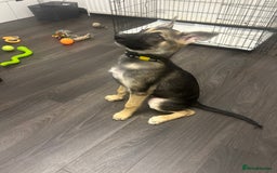 Shepsky dogs for sale: German shepherd cross  - Image 7