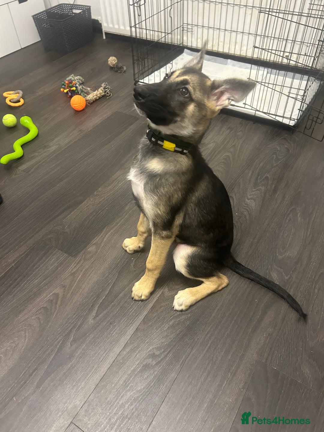 Shepsky dogs for sale: German shepherd cross  - Image 7
