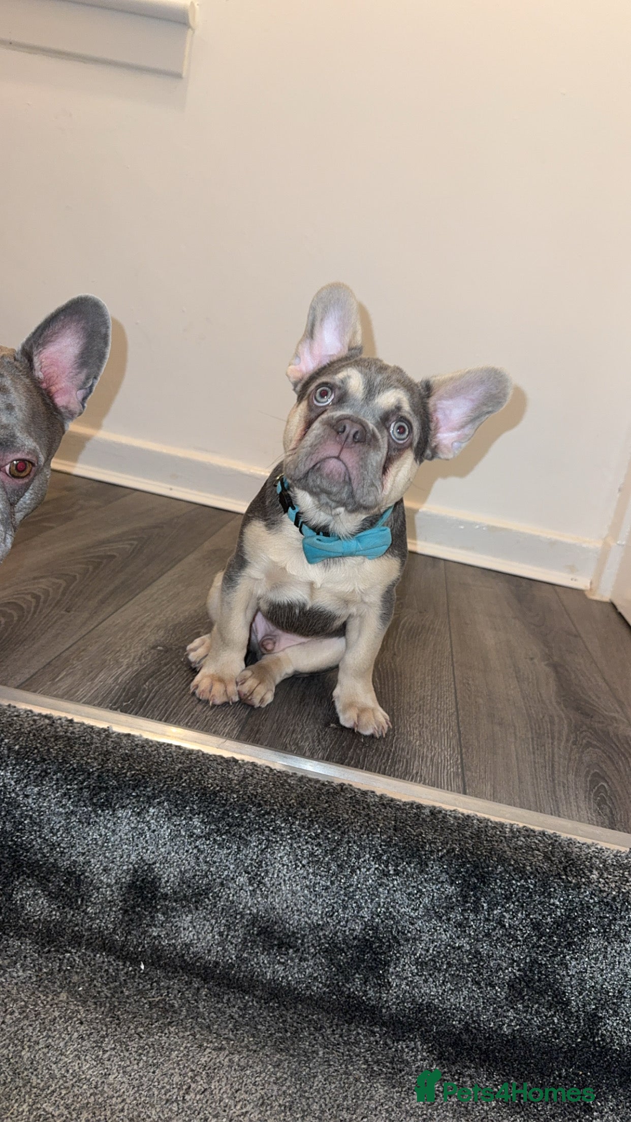 French Bulldog dogs Lilac & Tan male French Frenchie in Motherwell - Advert 1