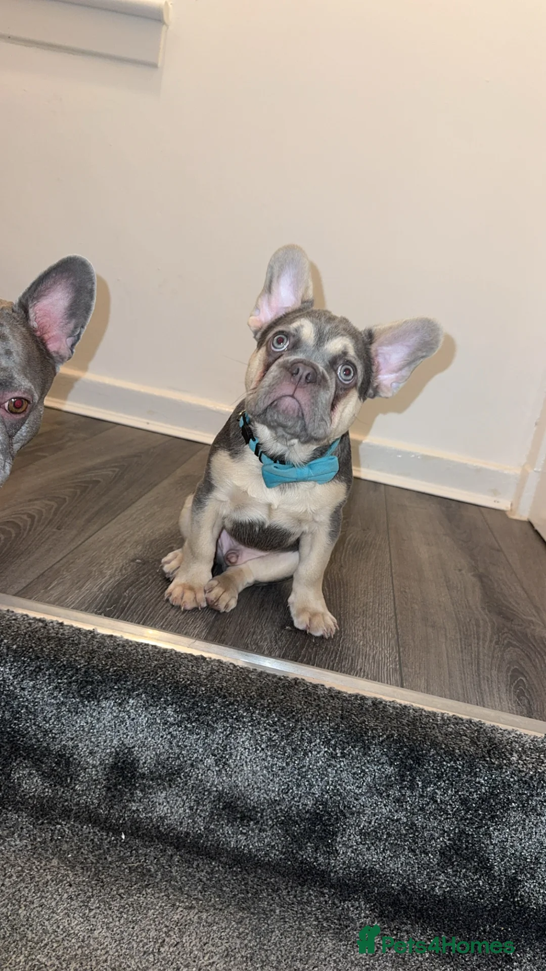 French Bulldog dogs for sale: Lilac & Tan male French Frenchie in Motherwell - Advert 1