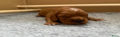 Cocker Spaniel Puppy 2