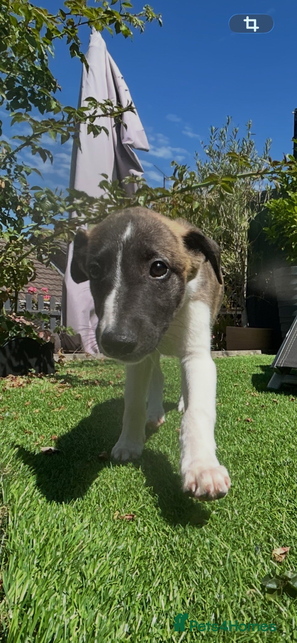 Whippet dogs Beautiful whippet puppy  - Advert 2