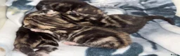 Mixed Breed cats for sale: Kittens for sale  in London - Advert 13