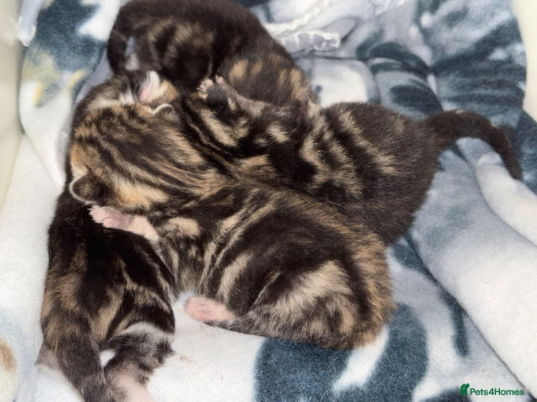 Mixed Breed cats for sale: Kittens for sale  in London - Advert 13