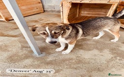 Mixed Breed dogs for adoption: Denver, 2 yrs approx. Available for adoption. - Image 9