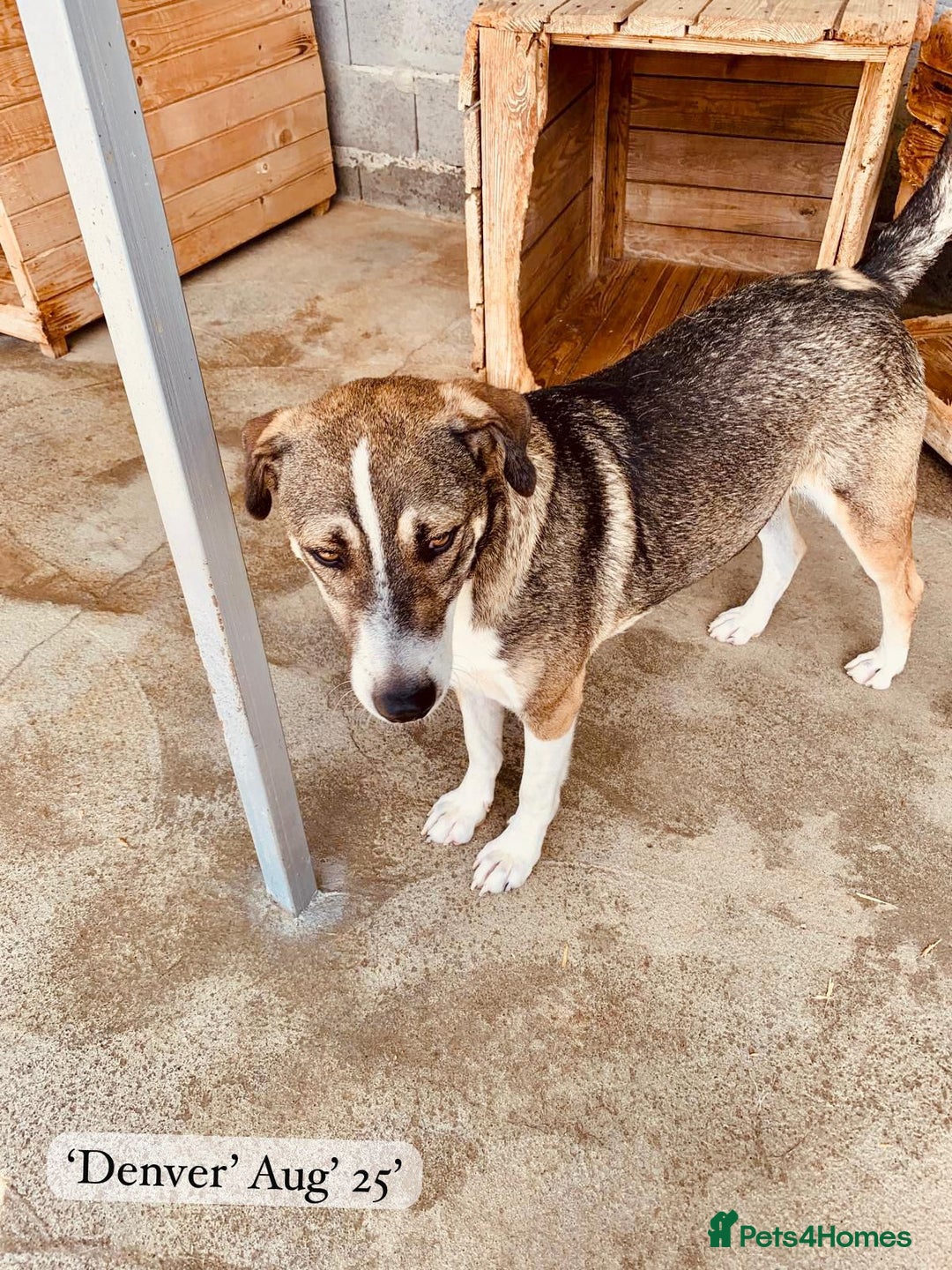 Mixed Breed dogs for adoption: Denver, 2 yrs approx. Available for adoption. - Image 9