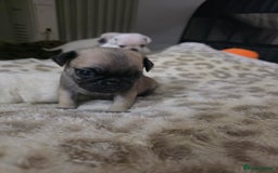 Pug dogs for sale: Full breed pugs pups 5 male 1 female  - Advert 2