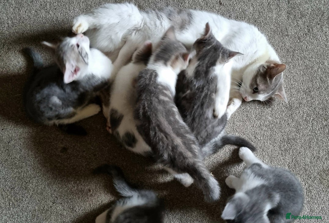 Mixed Breed cats for sale: Grey and white kittens ready now - Advert 1