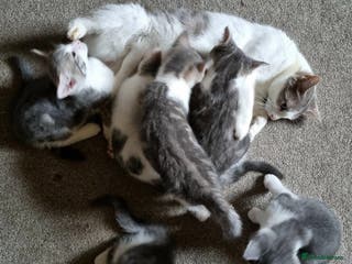 Mixed Breed cats Grey and white kittens ready now - Advert 1