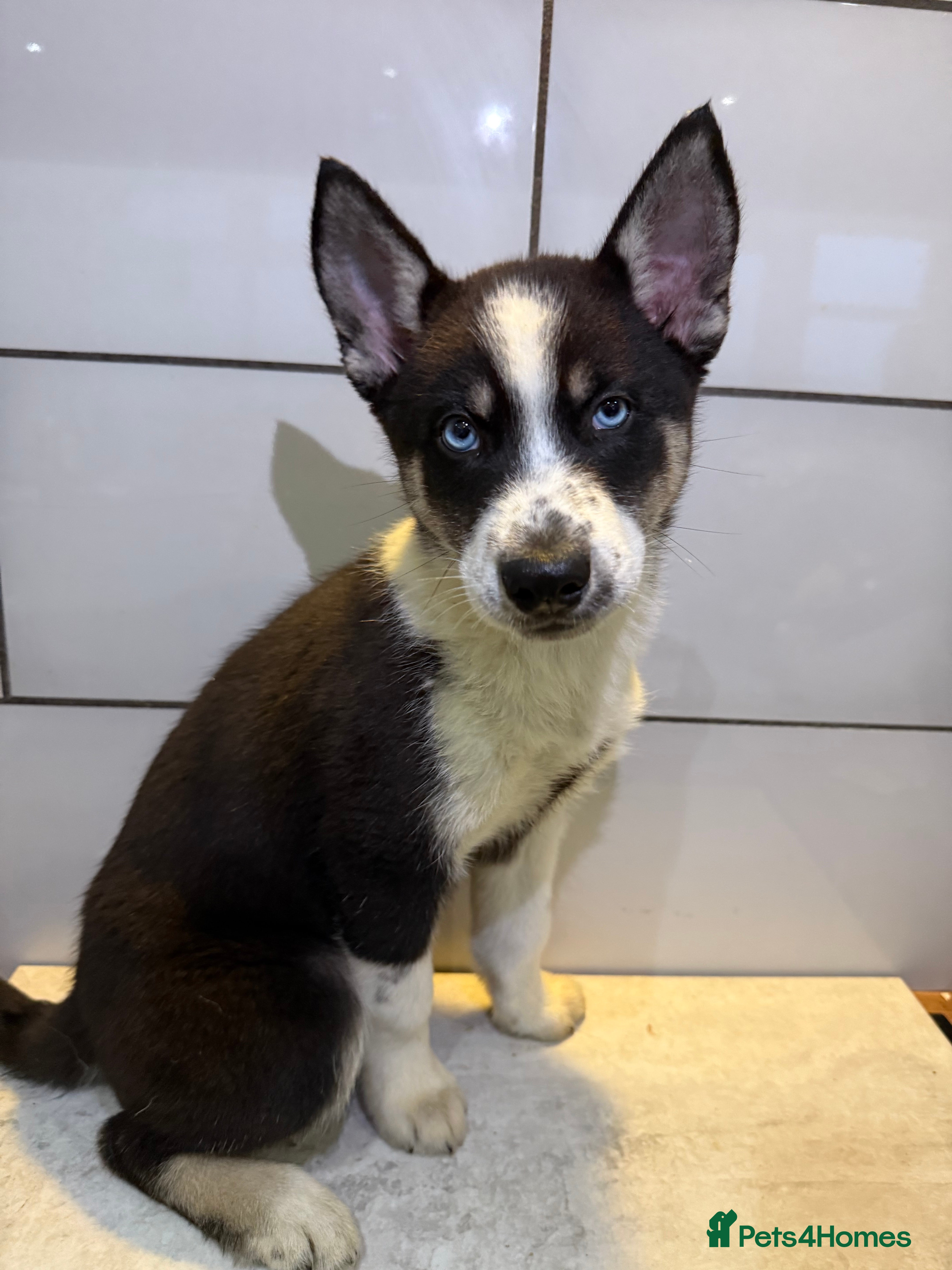 Siberian Husky dogs Husky Puppies 🩵🩷 - Advert 9