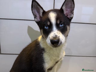 Siberian Husky dogs Husky Puppies 🩵🩷 - Advert 3