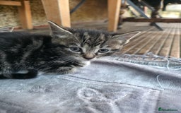 Mixed Breed cats for sale: Cute Kittens for sale (ASAP) - Image 6