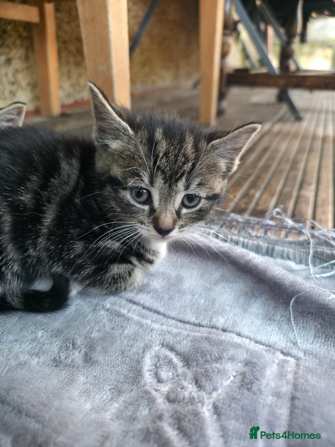 Mixed Breed cats for sale: Cute Kittens for sale (ASAP) - Image 6