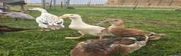 Ducks poultry for sale: Indian Runner Female Ducks, ducklings, turkeys - Advert 11