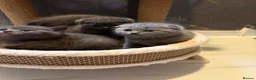 Scottish Fold cats for sale: 🐈‍⬛4 amazing Scottish Fold/Straight kittens - Advert 6