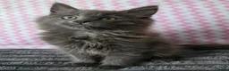 Maine Coon cats for sale: Gorgeous, sociable maine coon kittens  - Advert 20
