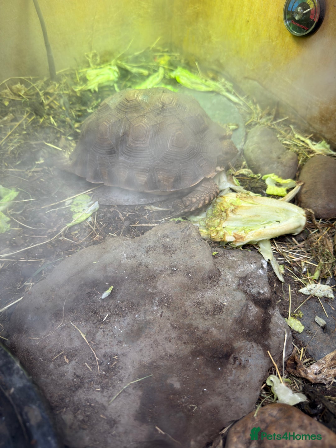 Tortoise reptiles for sale: Sulcata tortoise 20 months old - Advert 5