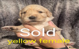 Golden Retriever dogs for sale: 7 Gorgeous golden retrievers puppies - Image 7