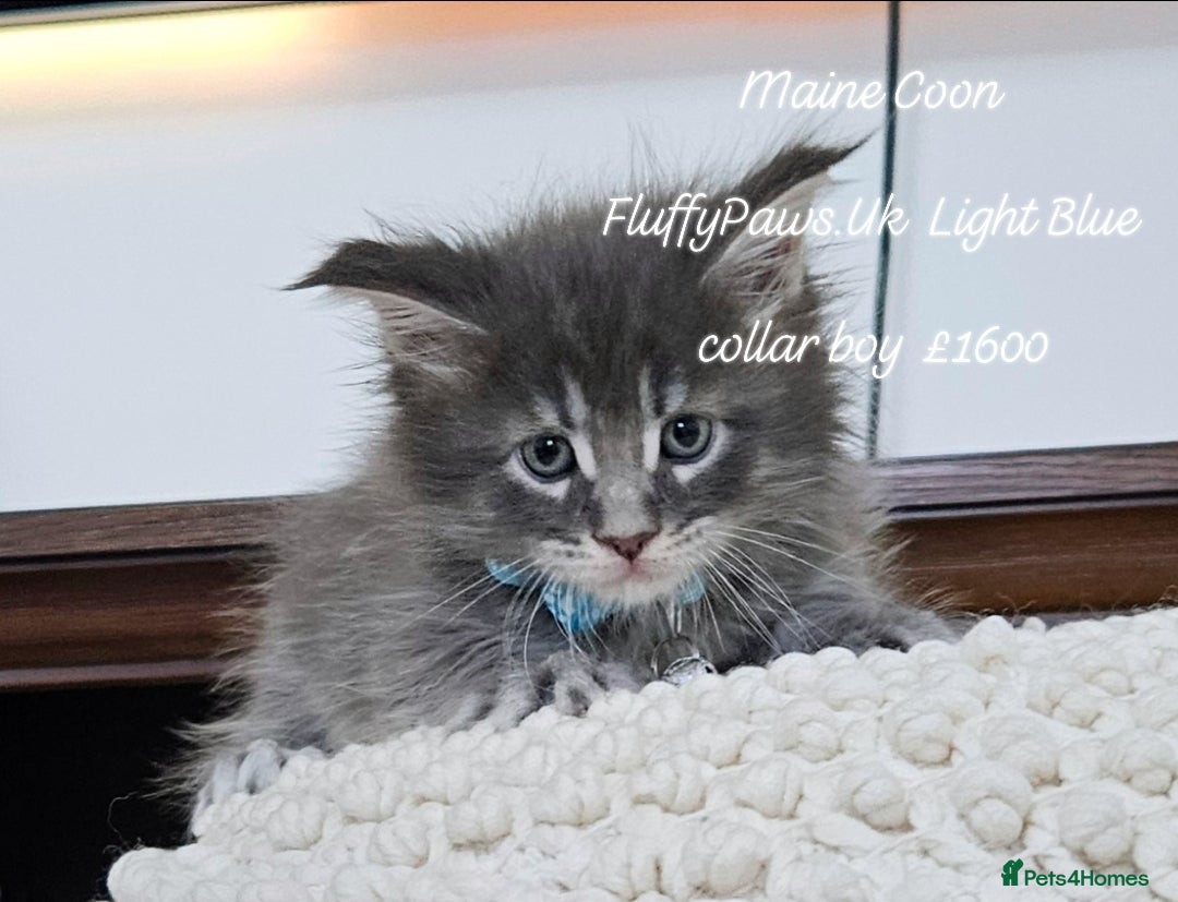 Maine Coon cats for sale: Maine Coons FluffyPaws.Uk  - Image 27