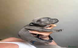 Mixed Breed dogs for sale: Frenchie x Staffy puppies  - Image 17