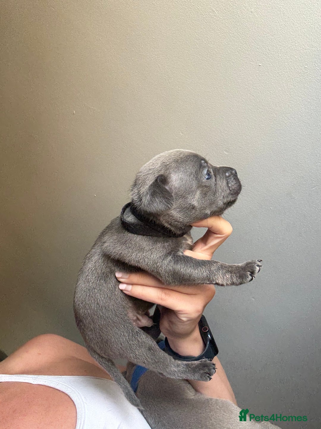 Mixed Breed dogs for sale: Frenchie x Staffy puppies  - Image 17