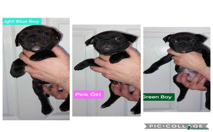Staffordshire Bull Terrier dogs 3 Stunning, Chunky KC SBT'S - Advert 2