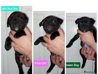 Staffordshire Bull Terrier dogs 3 Stunning, Chunky KC SBT'S - Advert 2