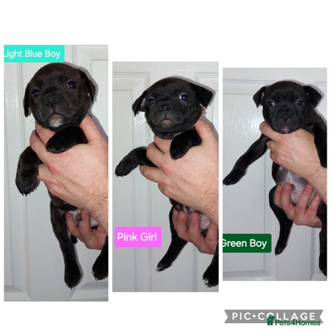 Staffordshire Bull Terrier dogs 3 Stunning, Chunky KC SBT'S - Advert 2