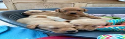 Labrador Retriever dogs for sale: KC Labrador Puppies Available  - Advert 7