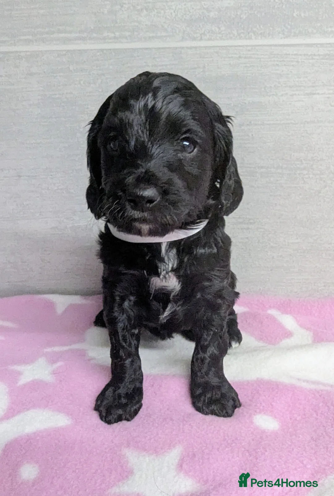 Cockapoo dogs for sale: Merle and Parti fully DNA health tested cockapoos  - Advert 9