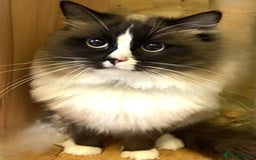 Ragdoll cats for sale: Ragdoll x 2. GCCF active registered. - Image 4