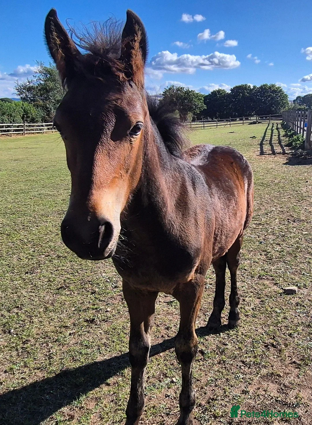 Connemara horses for sale: Top class showing prospect in Holywell - Advert 4