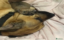 Mixed Breed dogs for sale: Female German shepherd/staff 7weeks old.  - Image 1