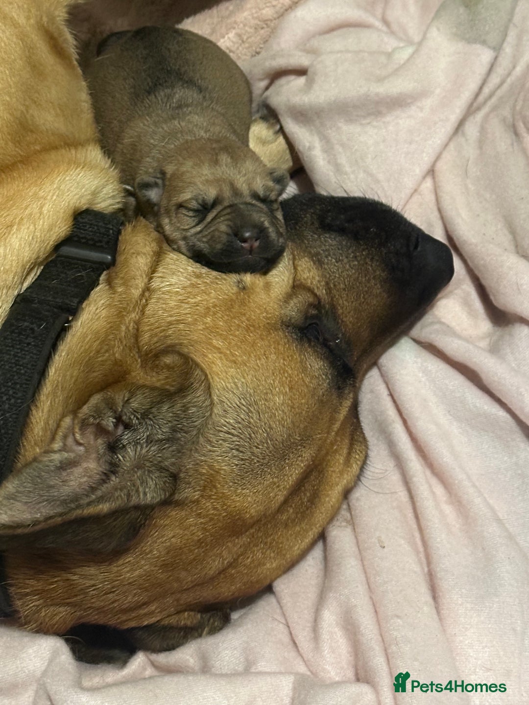 Mixed Breed dogs for sale: Female German shepherd/staff 7weeks old.  - Image 1