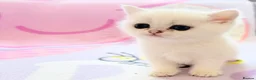 British Shorthair cats for sale: 😻TICA British Shorthair kittens 😻 - Advert 23