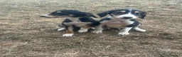 Saluki dogs for sale: Saluki puppy s  - Advert 26