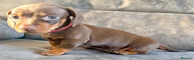 Female 4 (red collar)