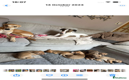 Mixed Breed dogs for sale: Bedlington whippet greyhound  - Image 10