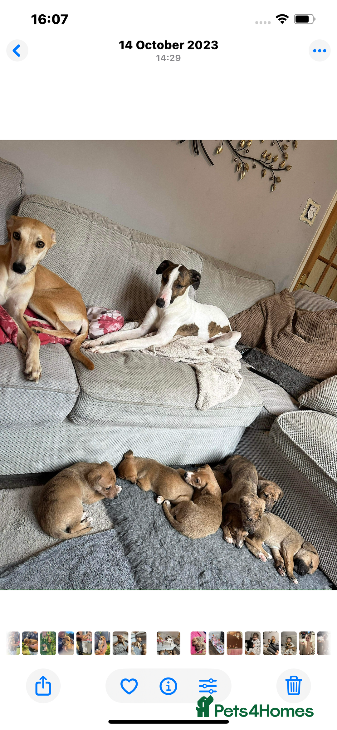 Mixed Breed dogs for sale: Bedlington whippet greyhound  - Image 10