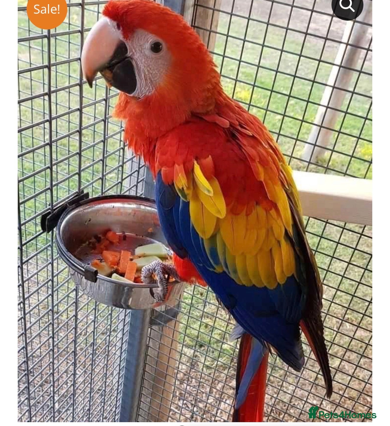 Macaws birds Scarlet macaw - Advert 16