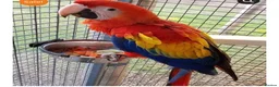 Macaws birds for sale: Scarlet macaw - Advert 1
